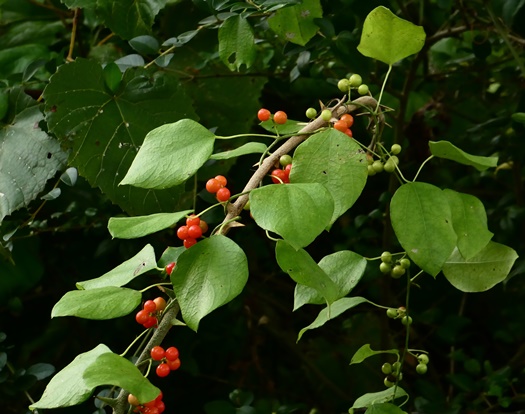 {Cocculus carolinus}